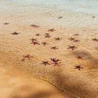 หาดปลาดาว Starfish Beach เกาะฟู้โกว๊ก