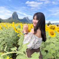 ทุ่งทานตะวัน 🌷✨
