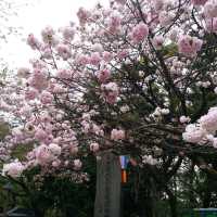 賞櫻名所 飛鳥山公園🌸
