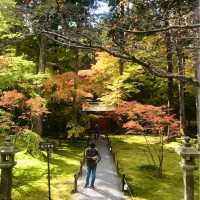 京都の美しいお庭が堪能できる【三千院】