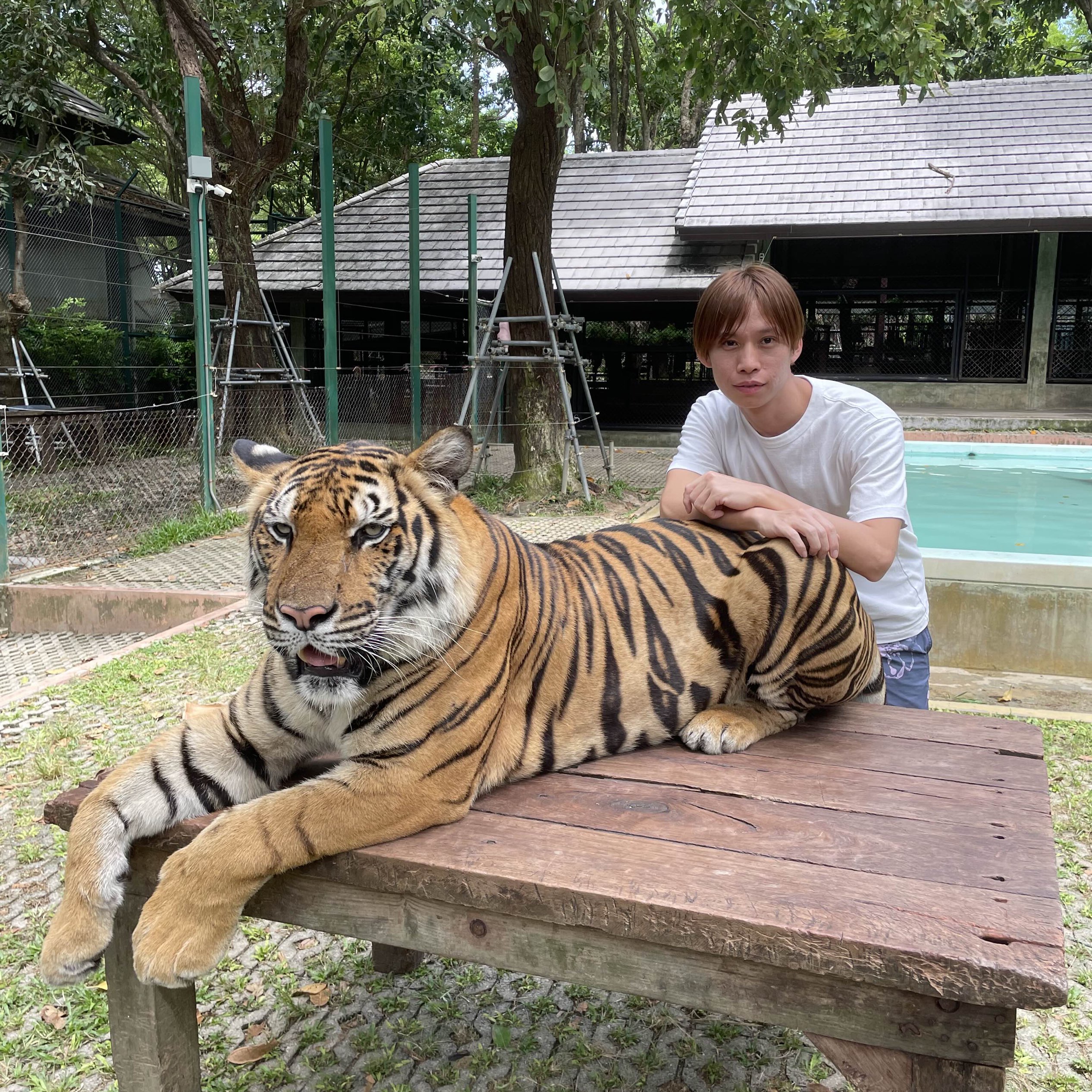 Tiger Kingdom - Phuket Tiger Kingdom - Phuket Travel Recommendations for 2023 (Updated in Mar) on Trip Moments| Travel Guide Tiger Kingdom - Phuket Tiger Kingdom - Phuket Travel Recommendations for 2023 (Updated in Mar) on Trip Moments| Travel Guide
