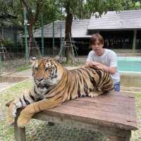 Tiger kingdom in Phuket Thailand 