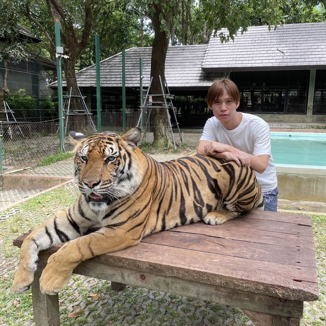 Tiger kingdom in Phuket Thailand 