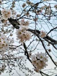 청도 운문사의 봄은 아름답다🌸