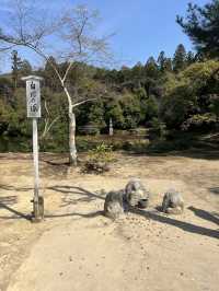 金光閃閃金閣寺