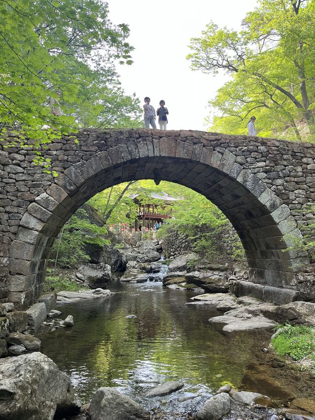 겹벚꽃 막차탑승은 선암사로🌸💓