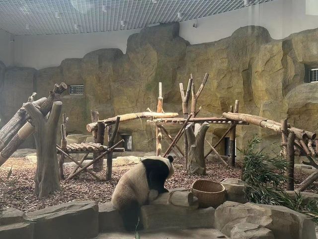 成都｜🐼｜充滿可愛的成都熊貓基地🐼