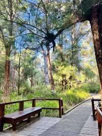 Valley of the Giants 🇦🇺🌏 TingleTrees400yrs