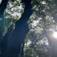 【神戸 三宮】神戸代表のパワースポット生田神社へ
