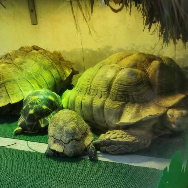屯門公園:爬蟲館