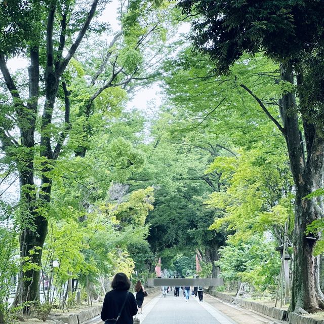 日本一長い参道@氷川神社