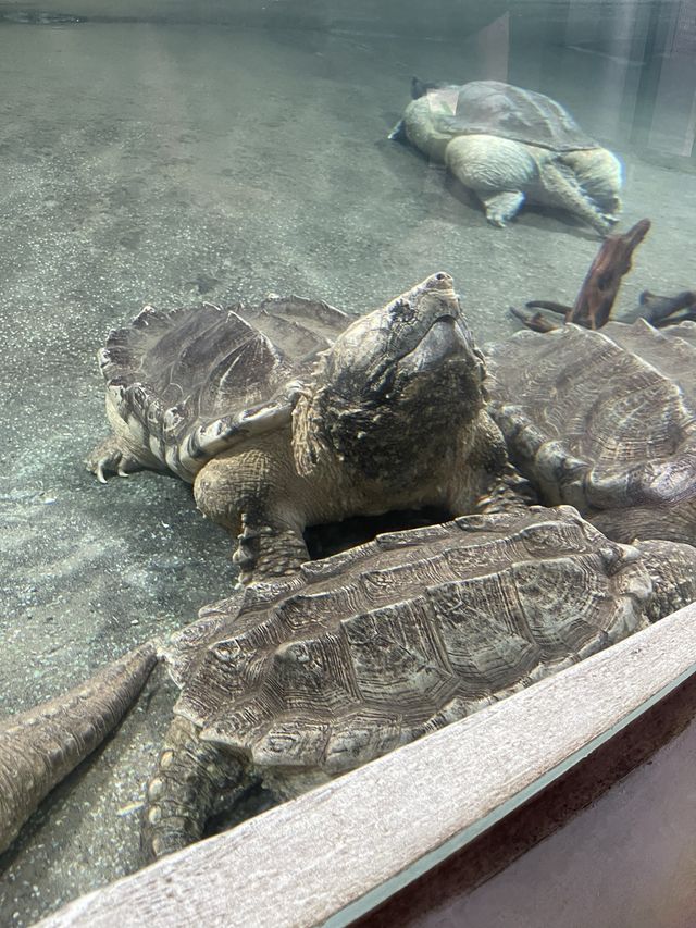 親子好去處👨‍👩‍👧‍👦台北超大動物園🦒🐎🐏🦓🐆