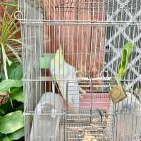 【静岡】ワニだけじゃ無い熱川バナナワニ園🐊