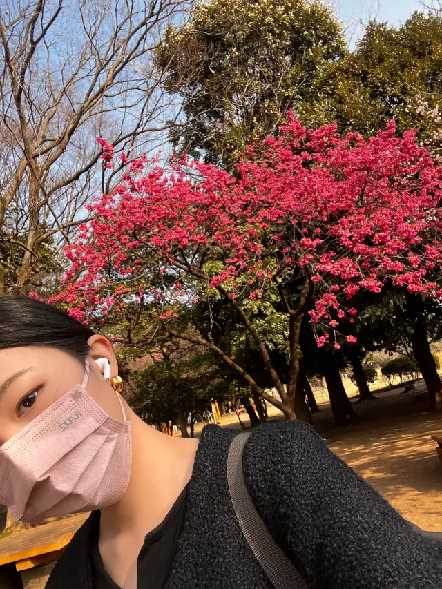 🌸春季東京旅行必去的櫻花景點——井之頭恩賜公園！