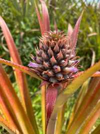 Sky Ladder Pineapple Farm ✨