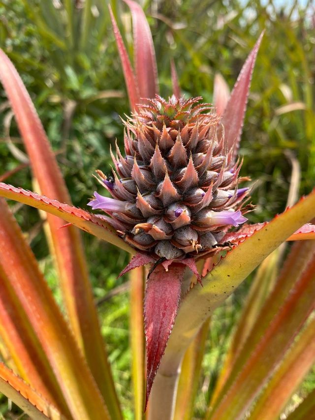 Sky Ladder Pineapple Farm ✨