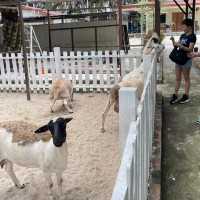 Discover New Mini Zoo in Desaru 