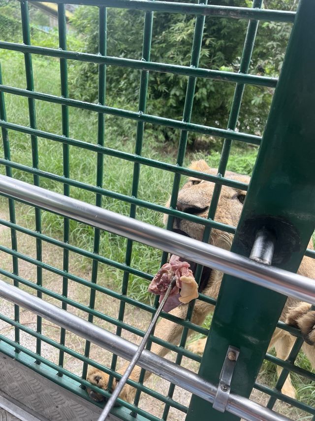 深圳親子遊 逛超大動物園