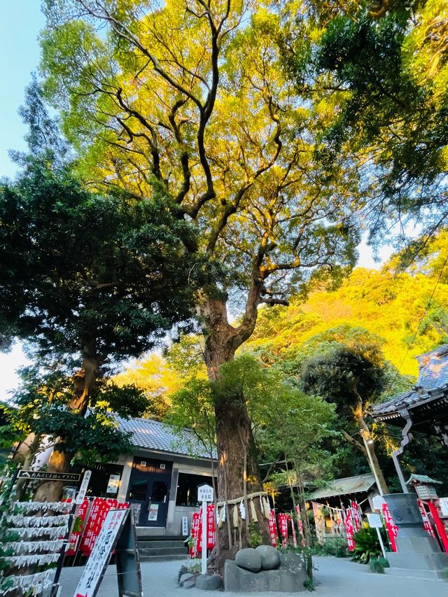【神奈川県/八雲神社】鎌倉の厄除さん