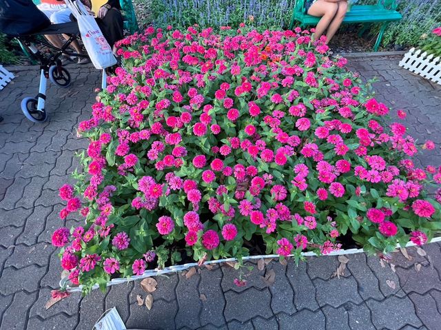 🌼เทศกาลดอกไม้ สวนหลวงร.9 กรุงเทพ🌺