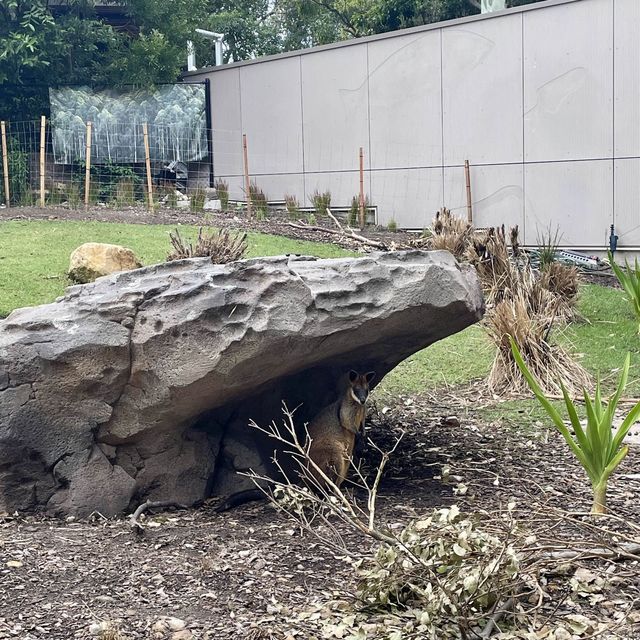 Huge Zoo in Sydney, Australia