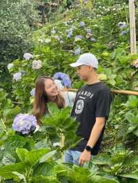 กู๋เนียร์ไฮเดรนเยีย