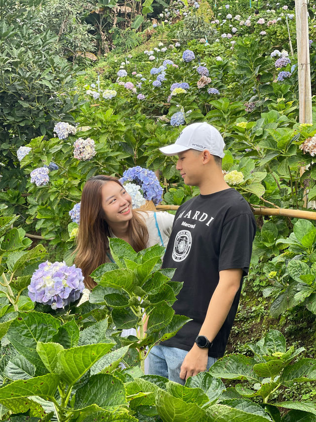 กู๋เนียร์ไฮเดรนเยีย