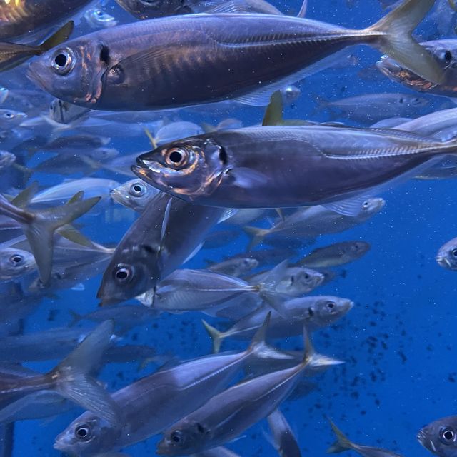 【ロケーション◎】秋田 男鹿 ホッキョクグマに会える！男鹿水族館GAO