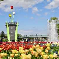 Tonami Tulip Park 💐🌷