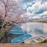 Cherry Blossoms at Hirosaki Castle