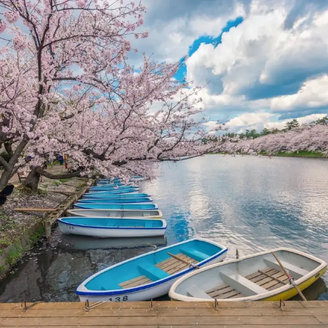 Cherry Blossoms at Hirosaki Castle