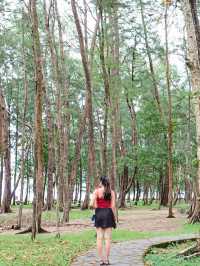 เดินเล่นริมหาด ชมทิวสน ที่หาดบางเบน
