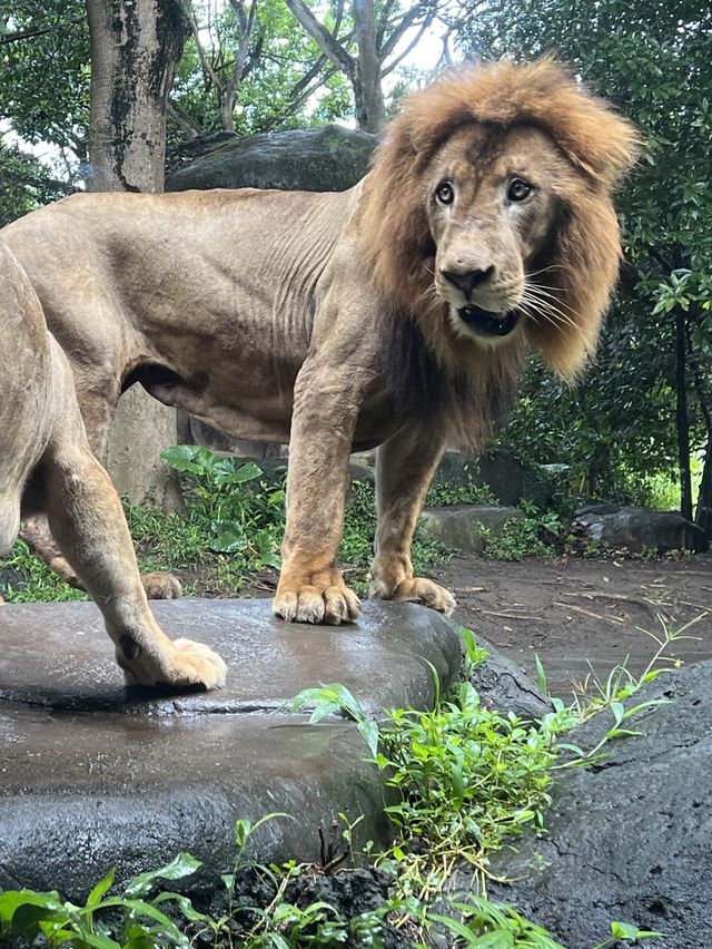 峇里與獅子🦁共餐❣️Tsavo Lion Restaurant‼️特色晚餐體驗