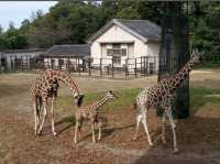 Toyama Family Park