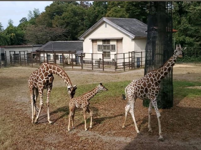 Toyama Family Park