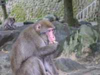 【大分県】 ニホンザルの聖地「高崎山自然動物園」🐒