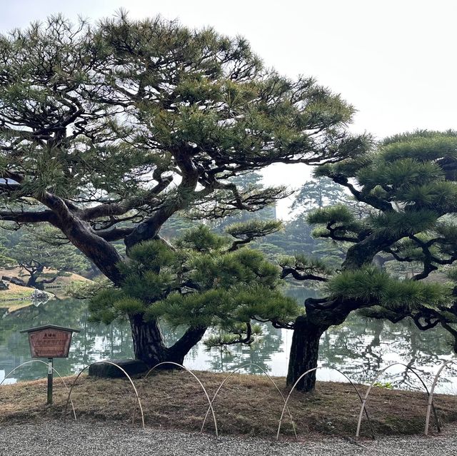 栗林公園🍁十二月賞楓❤️一步一景