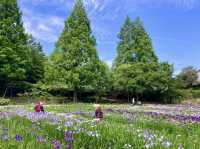 Yokosuka Iris Garden