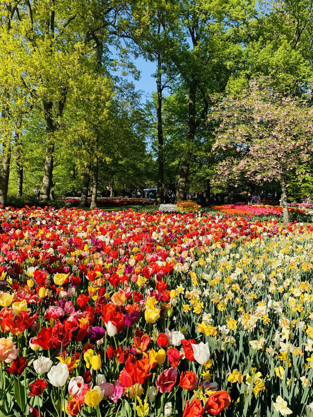 Tulip garden in Amsterdam 💐🌷