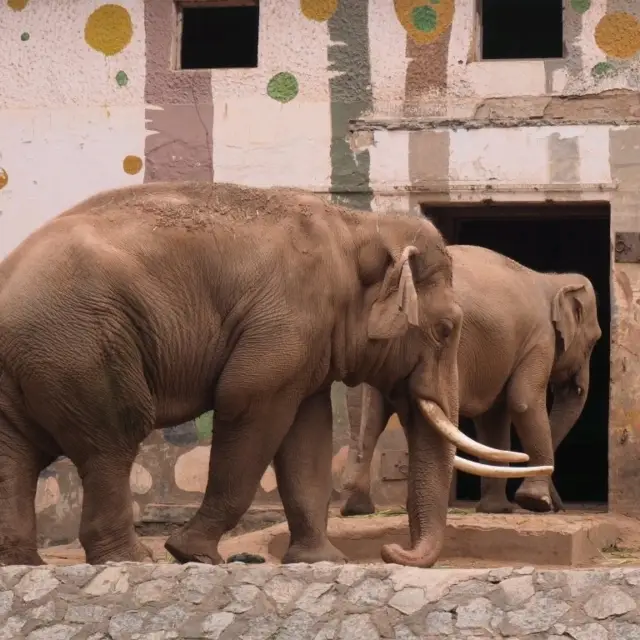 廣州動物園簡直係抵玩之選！