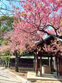 【荏原神社/東京都】寒緋桜が美しい神社