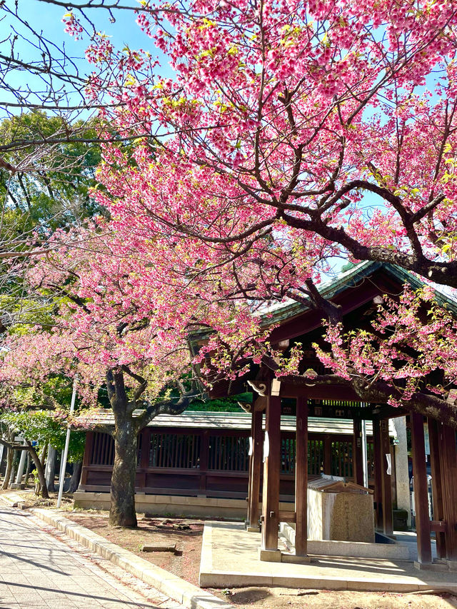 【荏原神社/東京都】寒緋桜が美しい神社