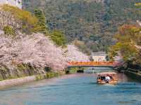 🌸 จุดชมซากุระ Keiryu Bridge หน้าศาลเจ้า Heian