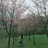 Chasing after cherry blossoms