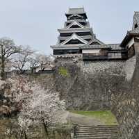 【熊本城】日本有数の花見もできるお城🏯