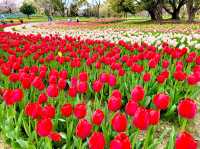 Tulip & Sunflower Garden 