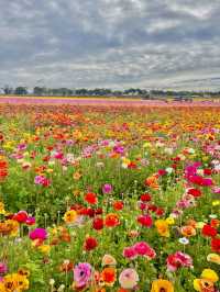 The Flower Fields