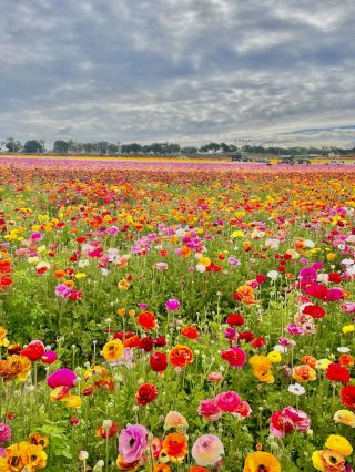 The Flower Fields