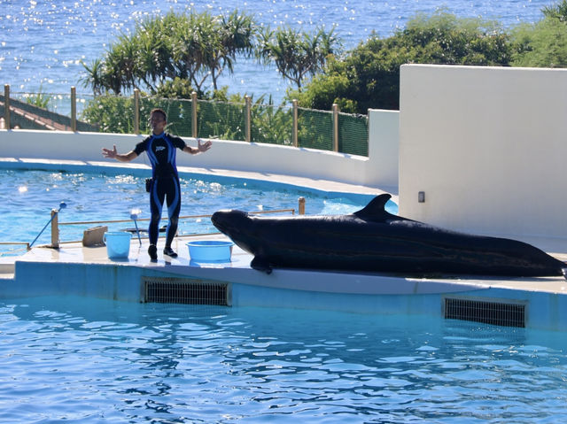 沖繩｜美麗海水族館