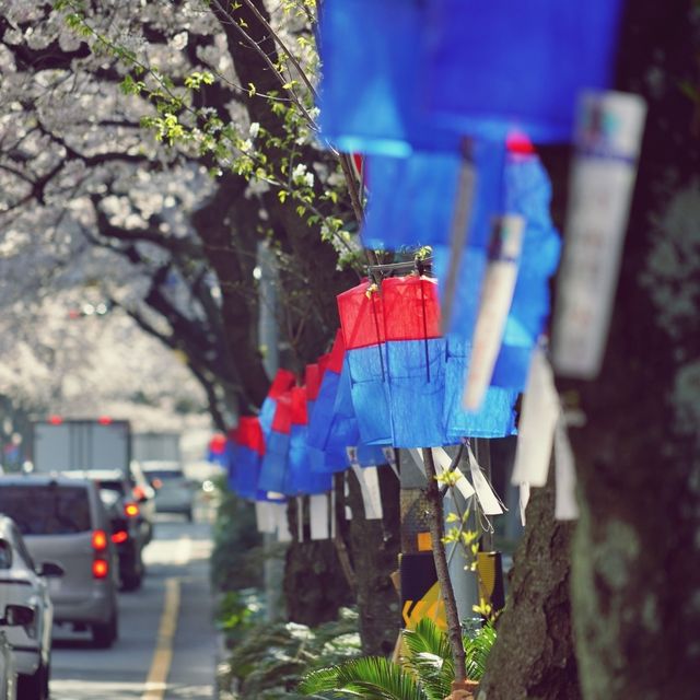 🌸 제주시의 봄을 대표하는 명소, 전농로벚꽃거리